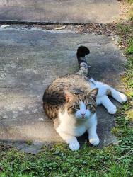 Found/Stray Male Cat last seen Allenwood-Lakewood Rd, Wall Township, NJ 08724