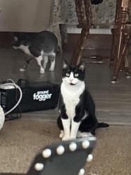 Lost Male Cat last seen Near park street archbold oh lot 10, Archbold, OH 43502