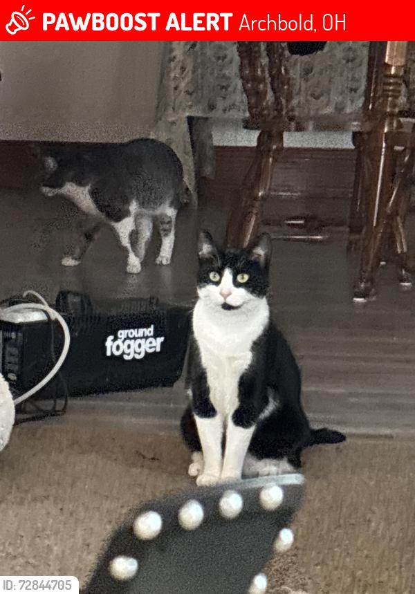 Lost Male Cat last seen Near park street archbold oh lot 10, Archbold, OH 43502