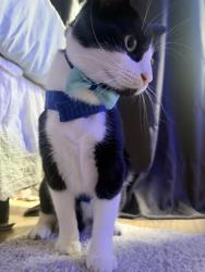 Lost Male Cat last seen Near park st , Archbold, OH 43502