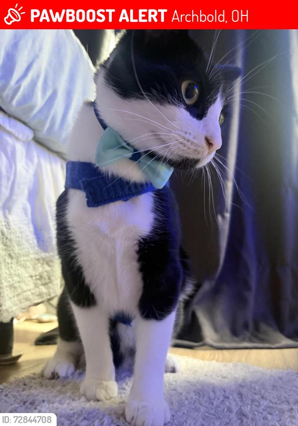 Lost Male Cat last seen Near park st , Archbold, OH 43502