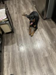 Lost Female Dog last seen Celcius pl, Las Vegas, NV 89129