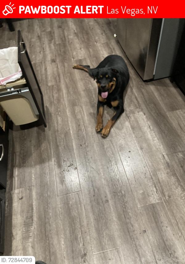 Lost Female Dog last seen Celcius pl, Las Vegas, NV 89129