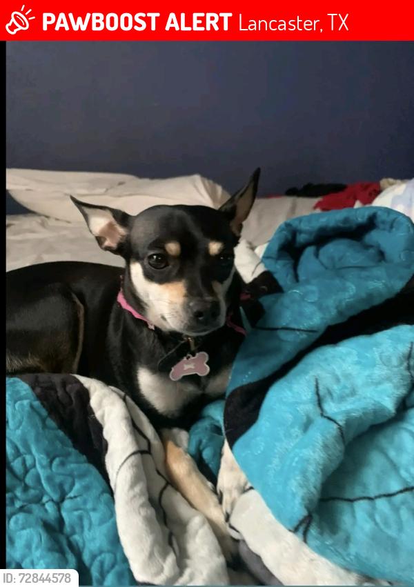 Lost Female Dog last seen Pleasant Run st, Lancaster, TX 75146