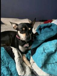 Lost Female Dog last seen Pleasant Run st, Lancaster, TX 75146