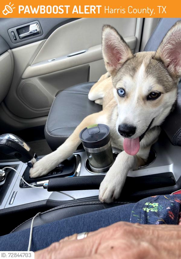 Found/Stray Female Dog last seen Richey rd and 45, Harris County, TX 77090