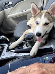 Found/Stray Female Dog last seen Richey rd and 45, Harris County, TX 77090