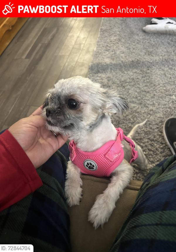 Lost Female Dog last seen Near w mally blvd , San Antonio, TX 78224
