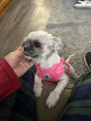 Lost Female Dog last seen Near w mally blvd , San Antonio, TX 78224