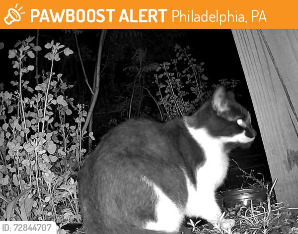 Found/Stray Unknown Cat last seen Lehigh Ave & Trenton Ave, Philadelphia, PA 19125