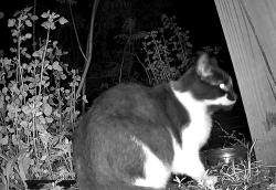 Found/Stray Unknown Cat last seen Lehigh Ave & Trenton Ave, Philadelphia, PA 19125