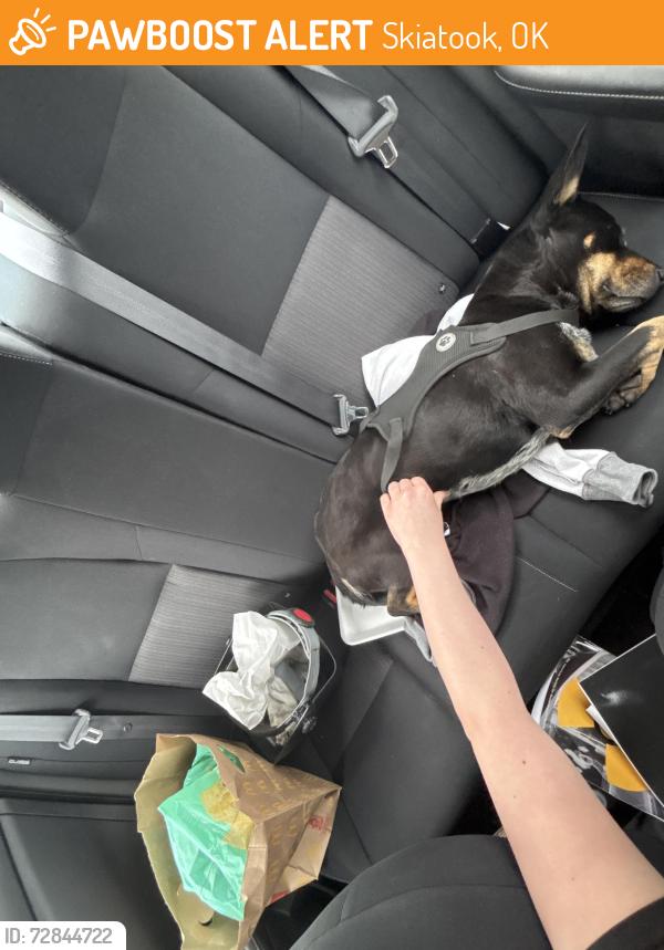 Found/Stray Female Dog last seen Osage casino, Skiatook, OK 74073