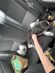 Found/Stray Female Dog last seen Osage casino, Skiatook, OK 74073