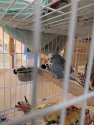 Found/Stray Male Bird last seen Near Ford St, Bridgeport, PA 19405, Bridgeport, PA 19405