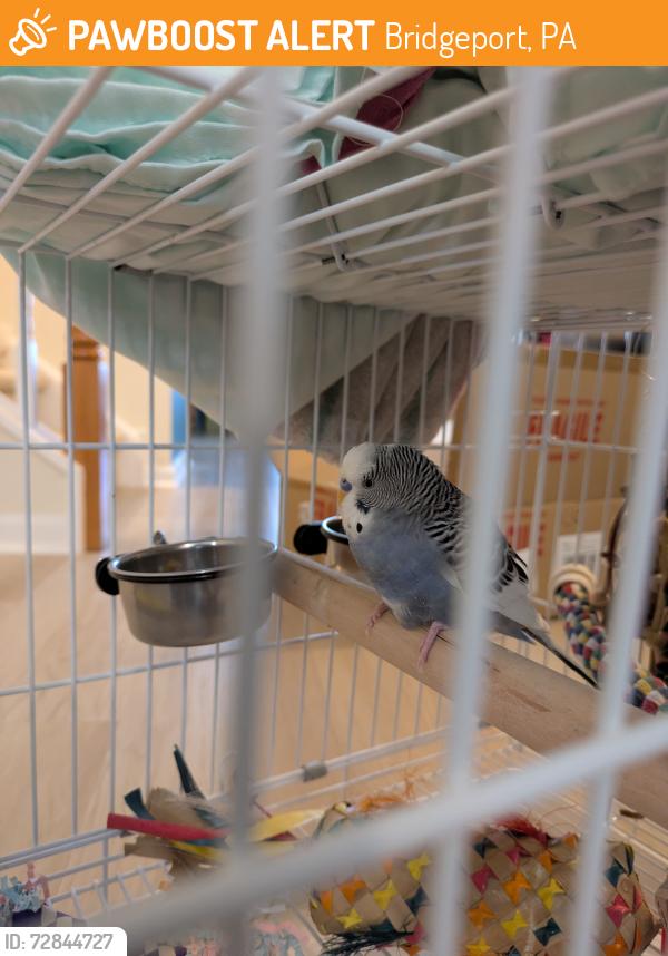Found/Stray Male Bird last seen Near Ford St, Bridgeport, PA 19405, Bridgeport, PA 19405