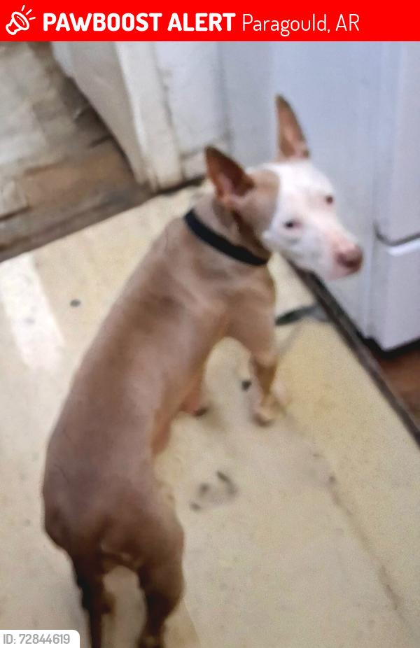 Lost Female Dog last seen Near E Lake Street Paragould Ar, Paragould, AR 72450