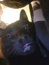 Lost Male Cat last seen E. Mason & John st., Green Bay, WI 54302