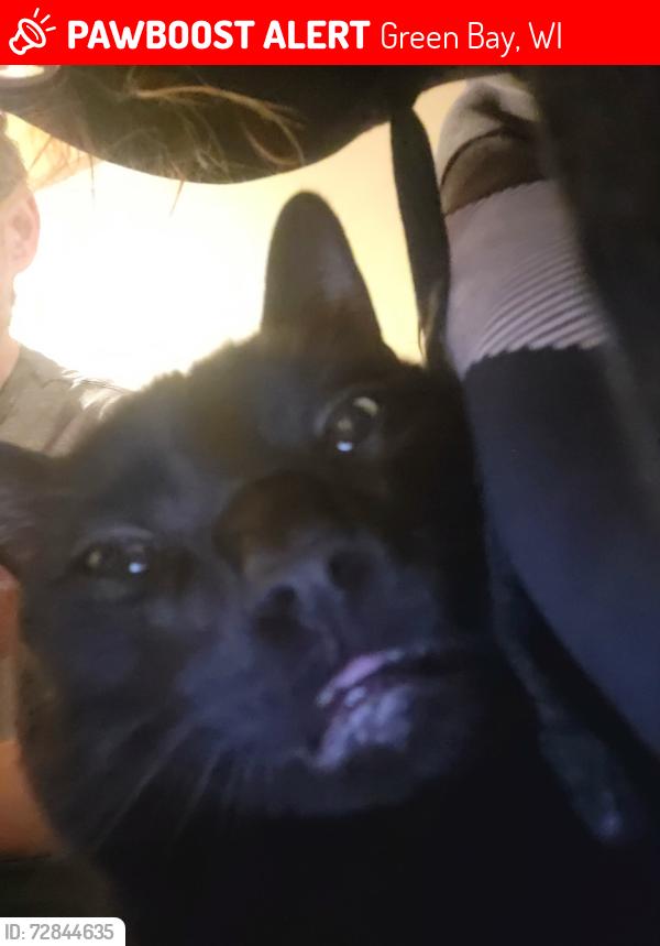 Lost Male Cat last seen E. Mason & John st., Green Bay, WI 54302