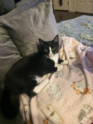 Lost Male Cat last seen Windsor Laurel Vistas Neighborhood , Windsor, PA 17366