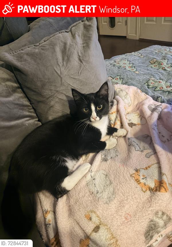 Lost Male Cat last seen Windsor Laurel Vistas Neighborhood , Windsor, PA 17366
