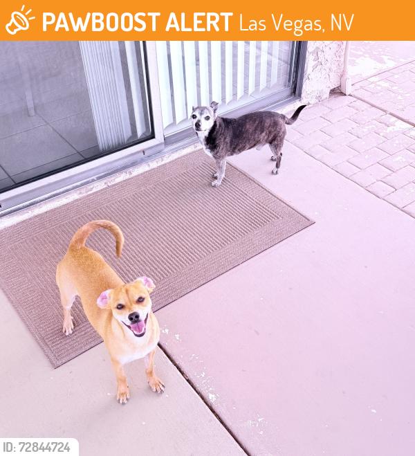 Found/Stray Male Dog last seen Between Lake South & Desert Inn, Las Vegas, NV 89117
