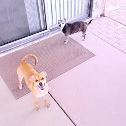 Found/Stray Male Dog last seen Between Lake South & Desert Inn, Las Vegas, NV 89117