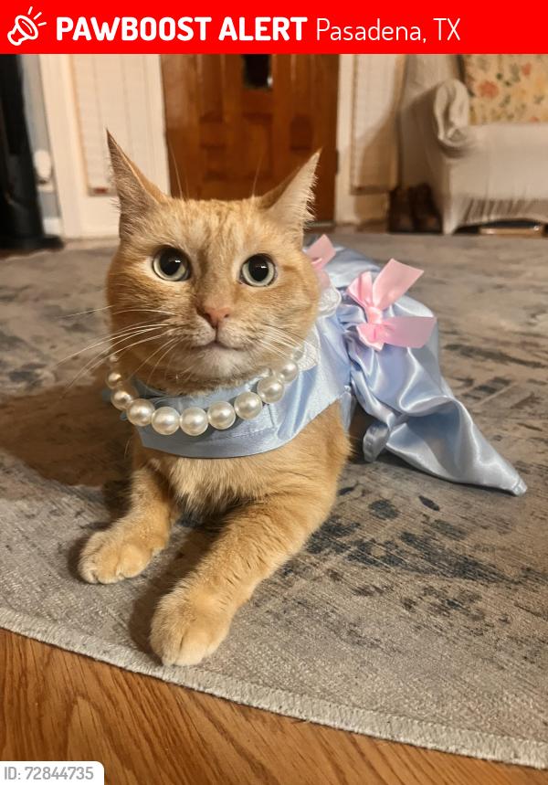 Lost Female Cat last seen pampa st, Pasadena, TX 77504