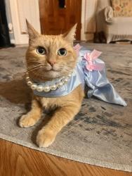 Lost Female Cat last seen pampa st, Pasadena, TX 77504