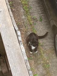 Found/Stray Unknown Cat last seen Jayne Ave & Euclid, Oakland, Oakland, CA 94610