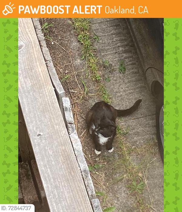 Found/Stray Unknown Cat last seen Jayne Ave & Euclid, Oakland, Oakland, CA 94610