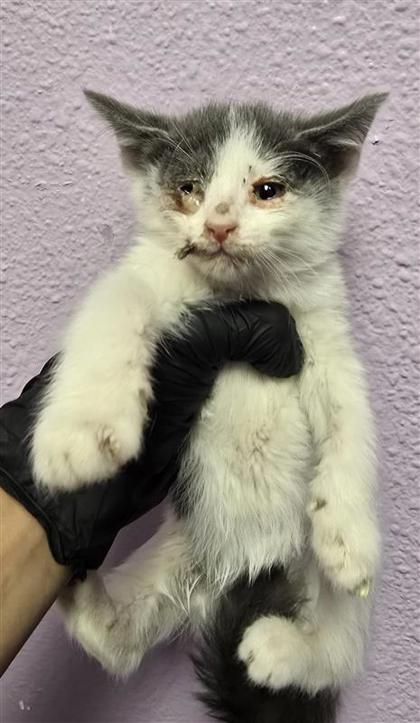 Shelter Stray Unknown Cat last seen El Paso, TX 79927, Fort Bliss, TX 79906
