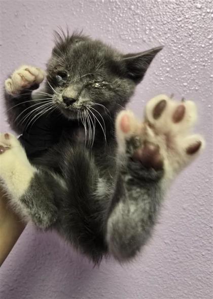 Shelter Stray Unknown Cat last seen El Paso, TX 79927, Fort Bliss, TX 79906