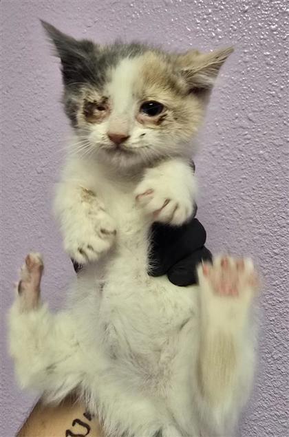 Shelter Stray Unknown Cat last seen El Paso, TX 79927, Fort Bliss, TX 79906