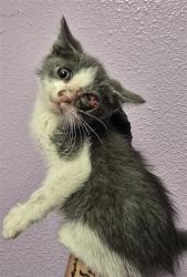 Shelter Stray Unknown Cat last seen El Paso, TX 79927, Fort Bliss, TX 79906
