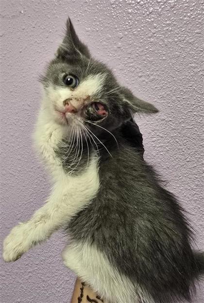 Shelter Stray Unknown Cat last seen El Paso, TX 79927, Fort Bliss, TX 79906