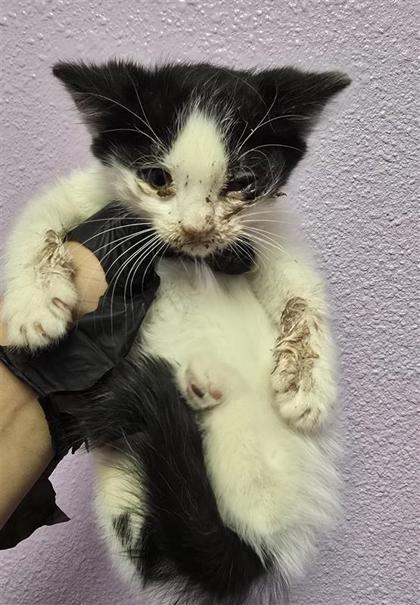 Shelter Stray Unknown Cat last seen El Paso, TX 79927, Fort Bliss, TX 79906