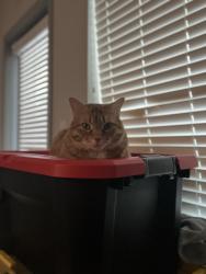 Lost Male Cat last seen Primrose & S Town Center in the Good Fellows neighborhood , Las Vegas, NV 89135
