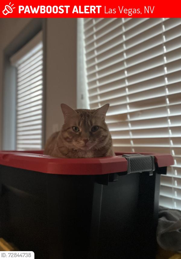 Lost Male Cat last seen Primrose & S Town Center in the Good Fellows neighborhood , Las Vegas, NV 89135