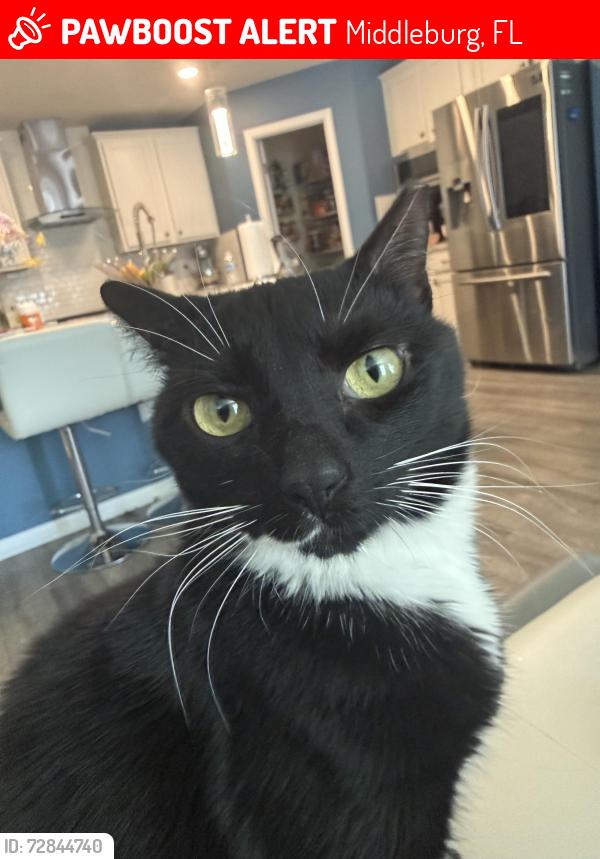 Lost Female Cat last seen warm springs way middlburg fl, Middleburg, FL 32068