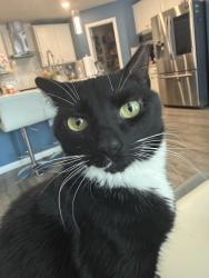 Lost Female Cat last seen warm springs way middlburg fl, Middleburg, FL 32068