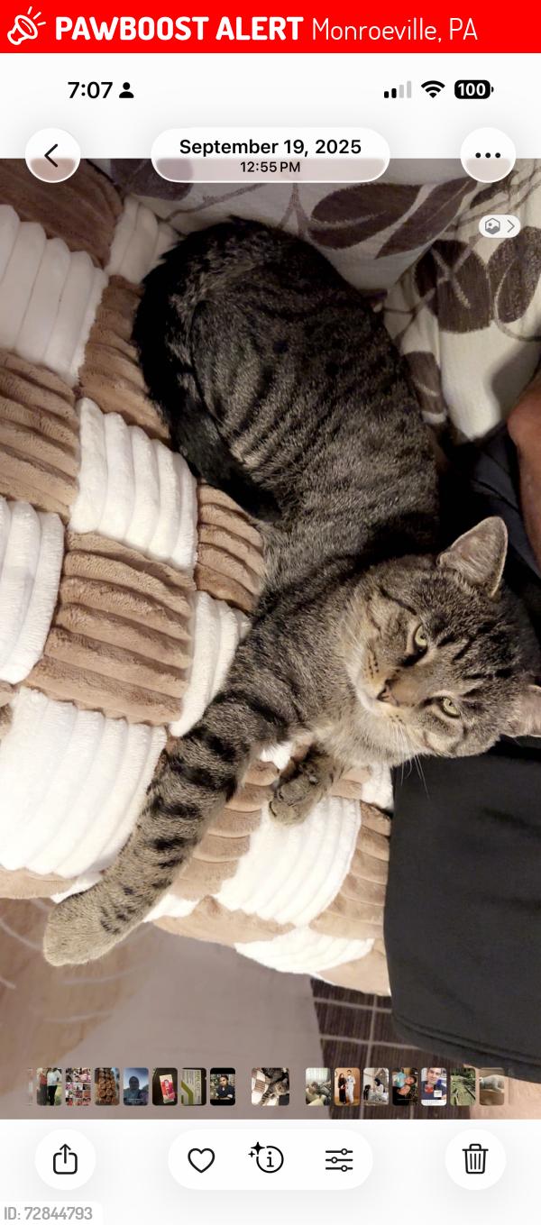Lost Male Cat last seen Greenleaf dr, Monroeville, PA 15146