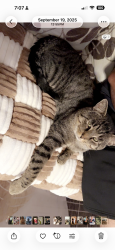Lost Male Cat last seen Greenleaf dr, Monroeville, PA 15146