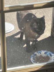 Found/Stray Unknown Cat last seen SE 268th Pl and 213th Pl SE, Maple Valley, WA 98038