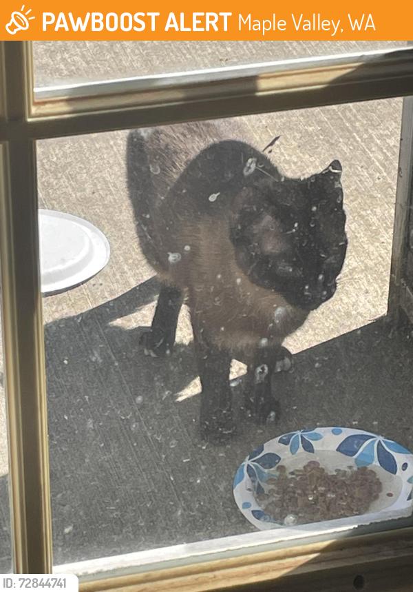 Found/Stray Unknown Cat last seen SE 268th Pl and 213th Pl SE, Maple Valley, WA 98038