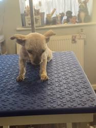 Lost Female Dog last seen Near Walpole road , Boscombe, England BH1 4EZ