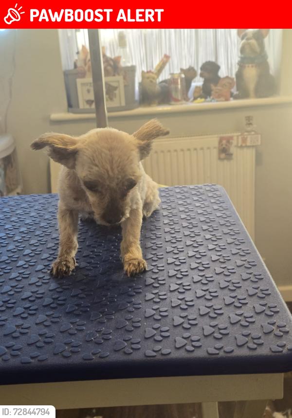Lost Female Dog last seen Near Walpole road , Boscombe, England BH1 4EZ