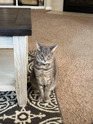 Lost Male Cat last seen Placer Creek Dr, Patterson, CA 95363
