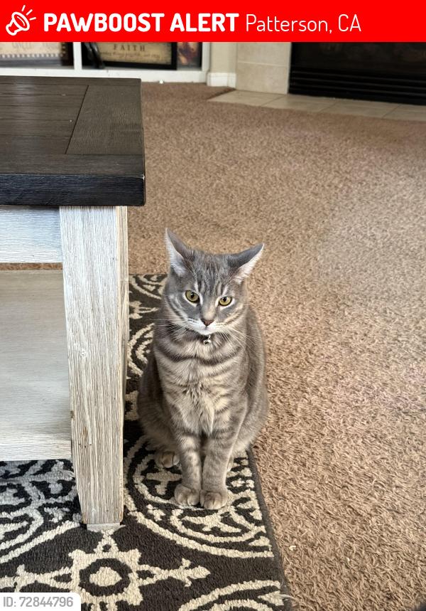 Lost Male Cat last seen Placer Creek Dr, Patterson, CA 95363