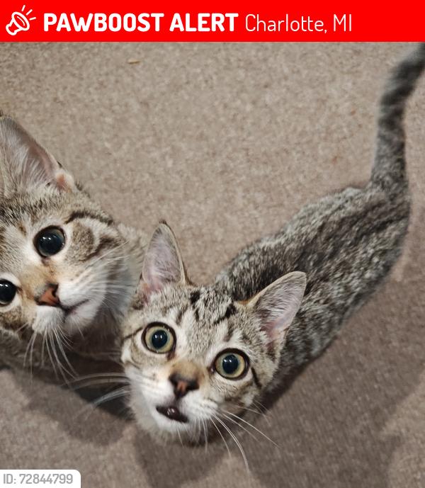Lost Male Cat last seen Gas station next to KFC in Charlotte mi, Charlotte, MI 48813