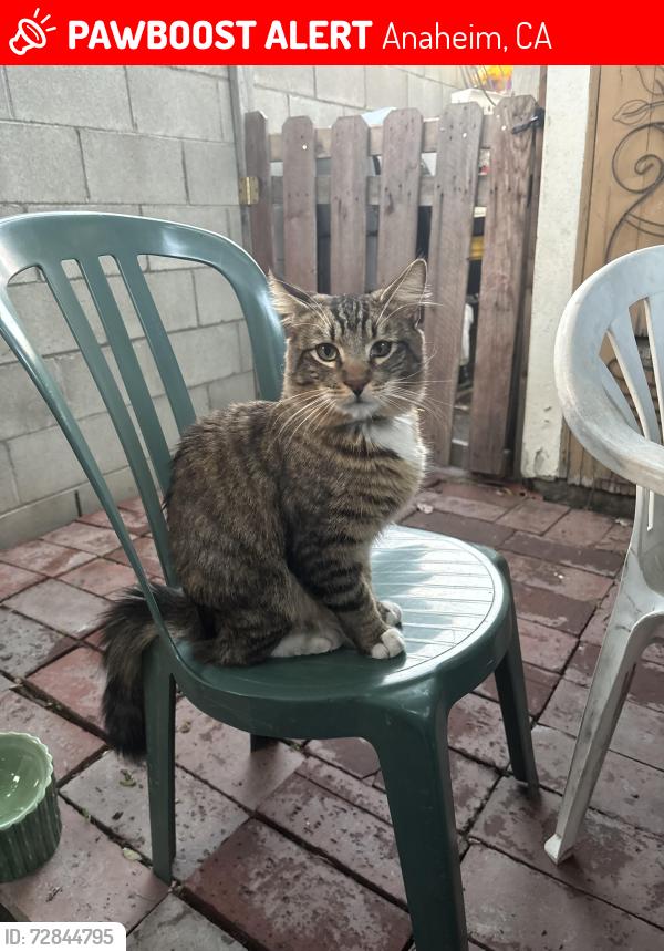 Lost Male Cat last seen Near S Claudina St, Anaheim, CA 92805